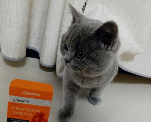 猫咪吐粮怎么办?需要给它吃什么药?