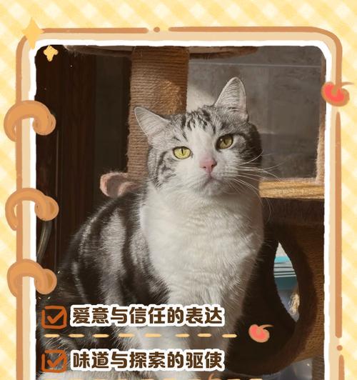 猫咪舔舐猫粮的行为背后原因是什么?
