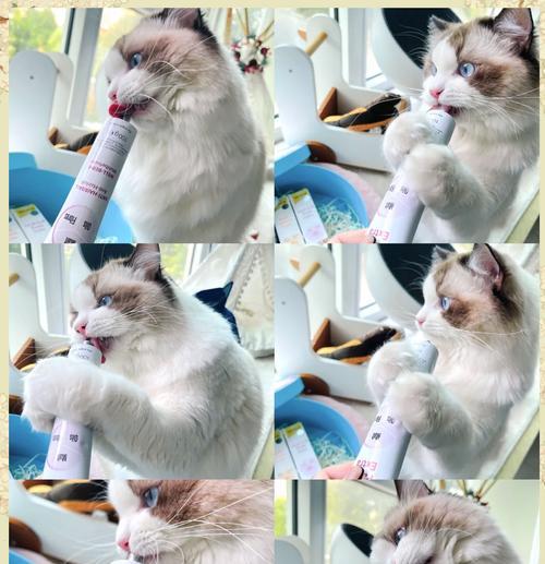 布偶猫秋季为什么会脱毛?如何处理秋季脱毛问题?