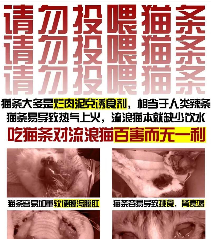 在超市投喂流浪猫猫粮是否合适?应该怎样正确投喂流浪猫?