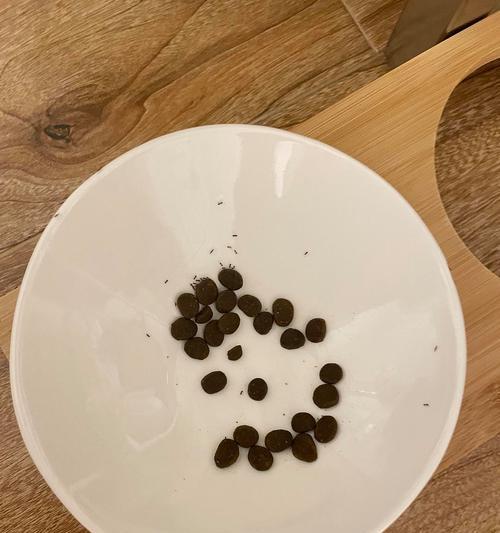 猫粮上出现蚂蚁?蚂蚁是如何进入的?