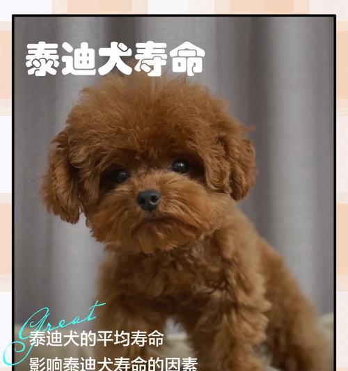 宠物泰迪的聪明和人性表现（了解泰迪的智慧和情感）