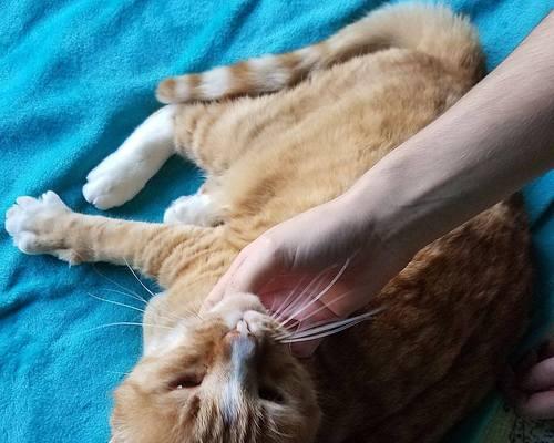 小猫便秘怎么办（如何帮助宠物猫缓解便秘问题）