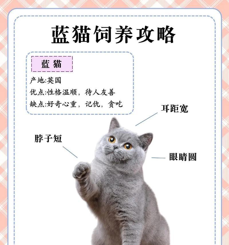 解密三种蓝猫的不同之处（从品种、性格到饲养）