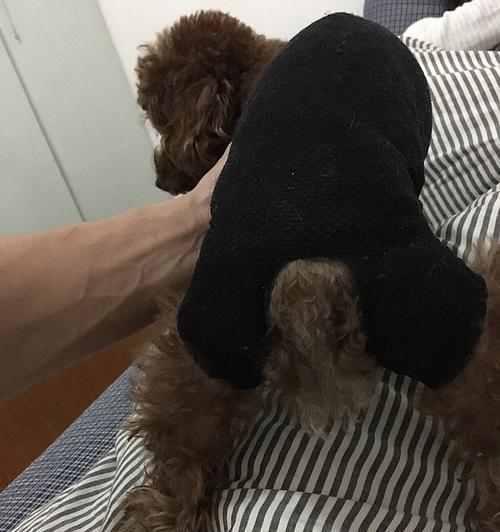 泰迪把小猫日了（探究宠物之间存在的权利和行为纠纷）