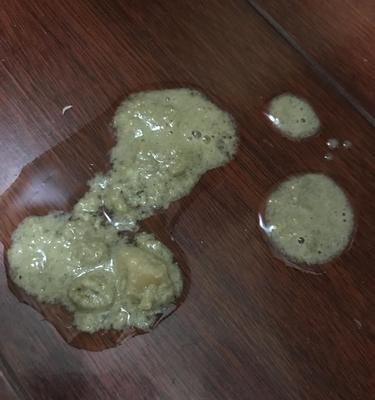 小猫吐食，宠物饮食需注意（以小猫为例）