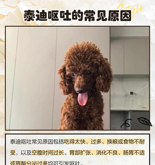 泰迪为什么会吐狗粮？这是什么问题导致的？