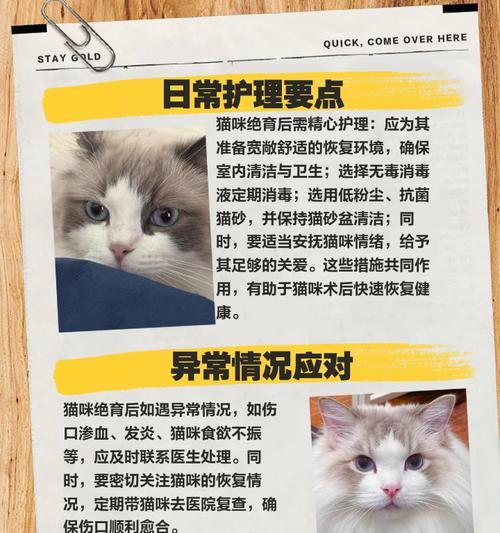 开猫舍猫绝育费用多少合适？绝育手术后的护理要点有哪些？