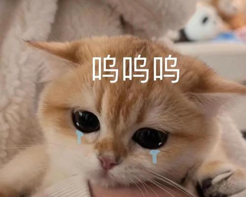 猫咪拒绝进入宠物包（掌握正确的训练技巧）