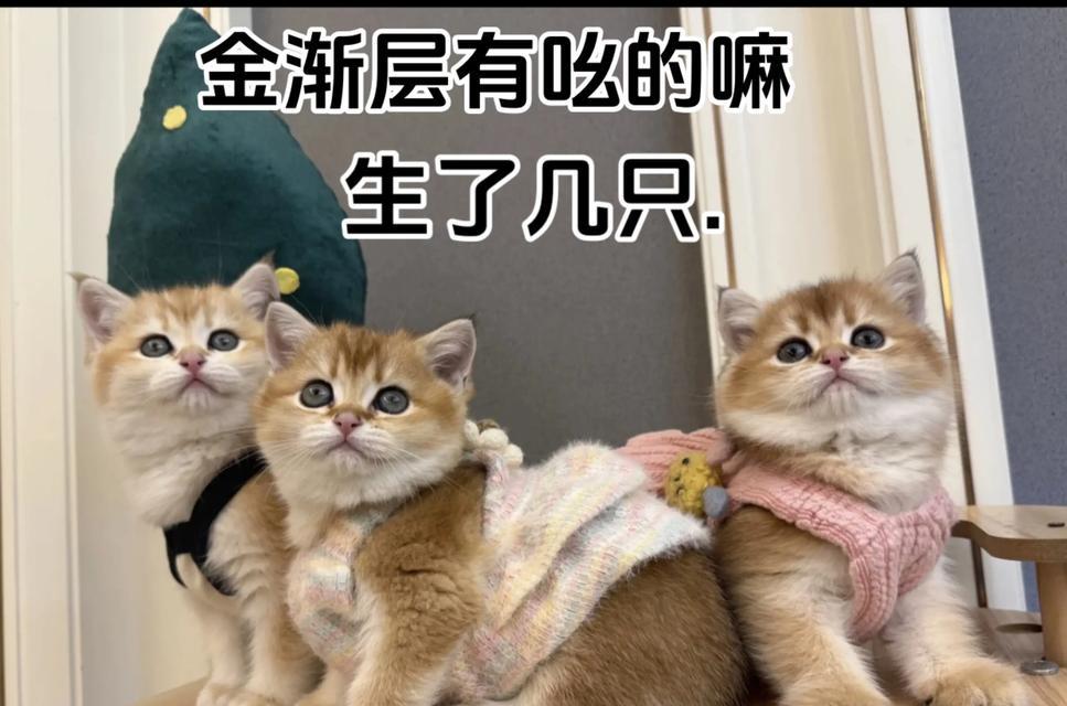 宠物猫总是叫怎么办（小猫常常哀叫）