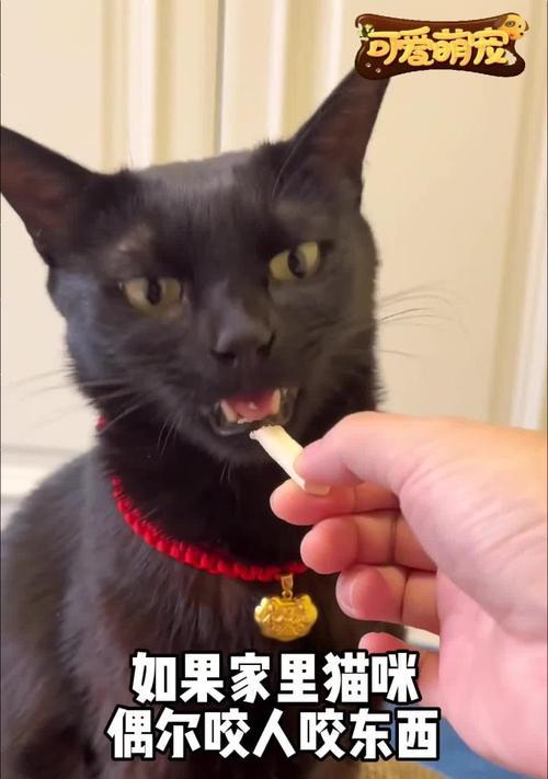 为什么小猫会咬人（探究小猫咬人的原因以及防止被咬的方法）