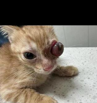 小猫眼睛歪的原因及治疗方法（宠物猫眼睛歪的常见病因和治疗建议）