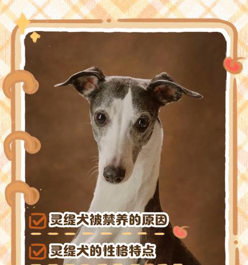 灵骑士——以灵织犬几个月可以抓兔子（让你的宠物成为草原王者）