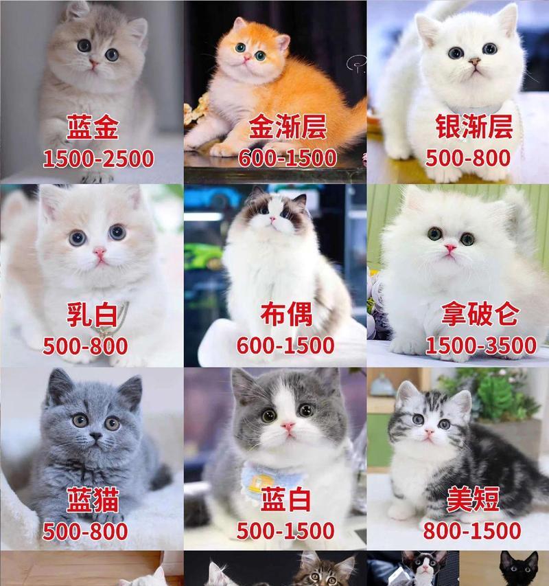 宠物猫咪的品种大全（了解猫咪）