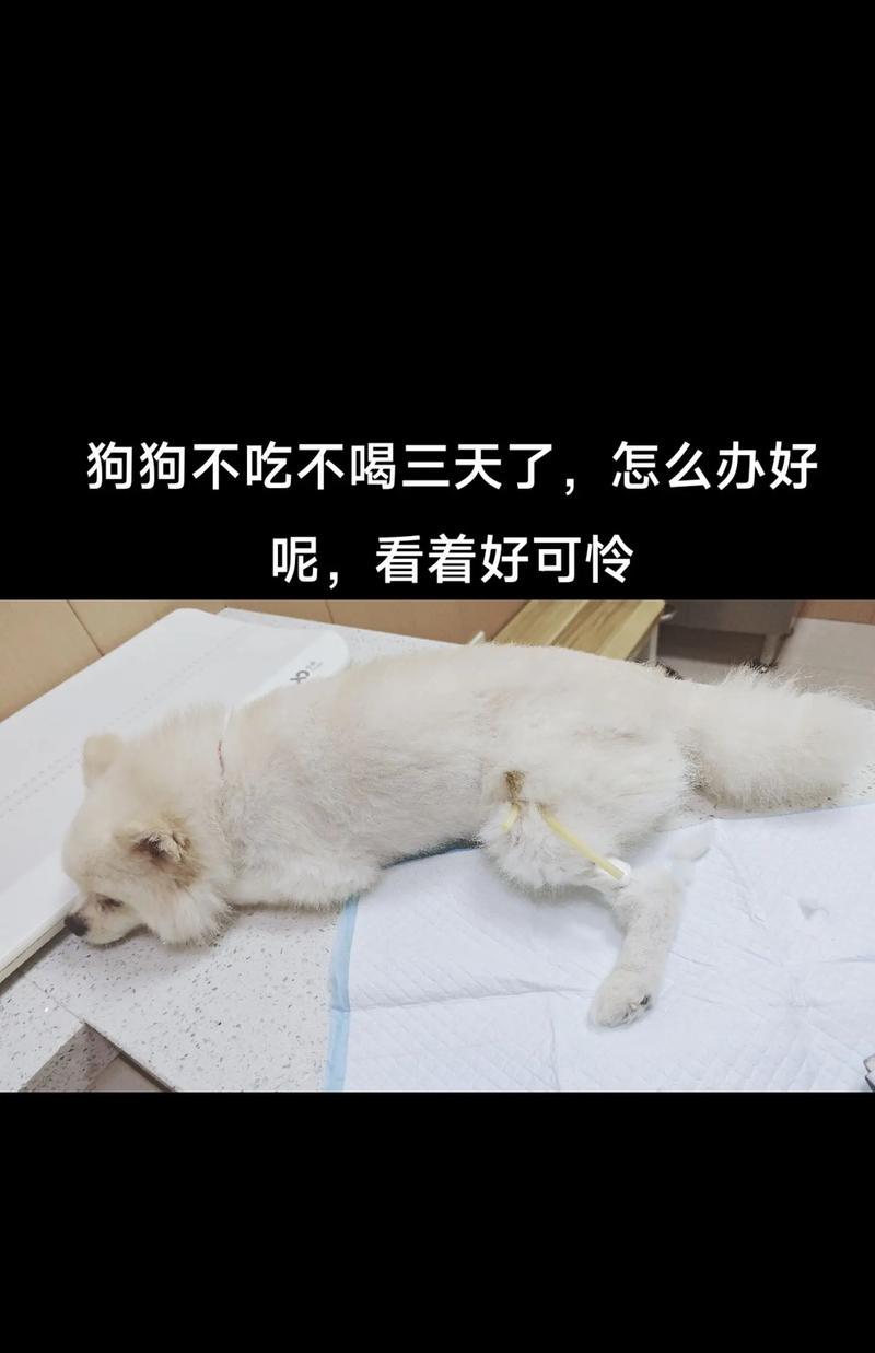 细小病毒防控（如何让你的宠物狗免受感染）