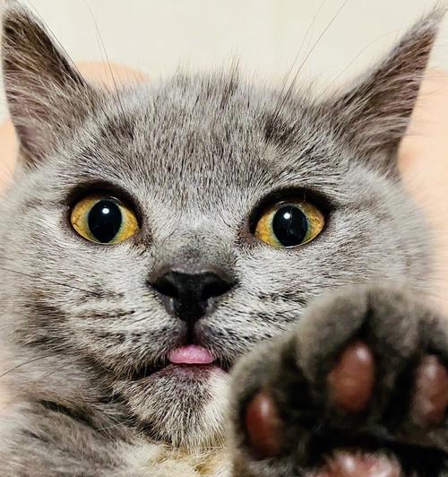 猫咪为什么一直舔舌头（探究猫咪舔舌头的原因和作用）