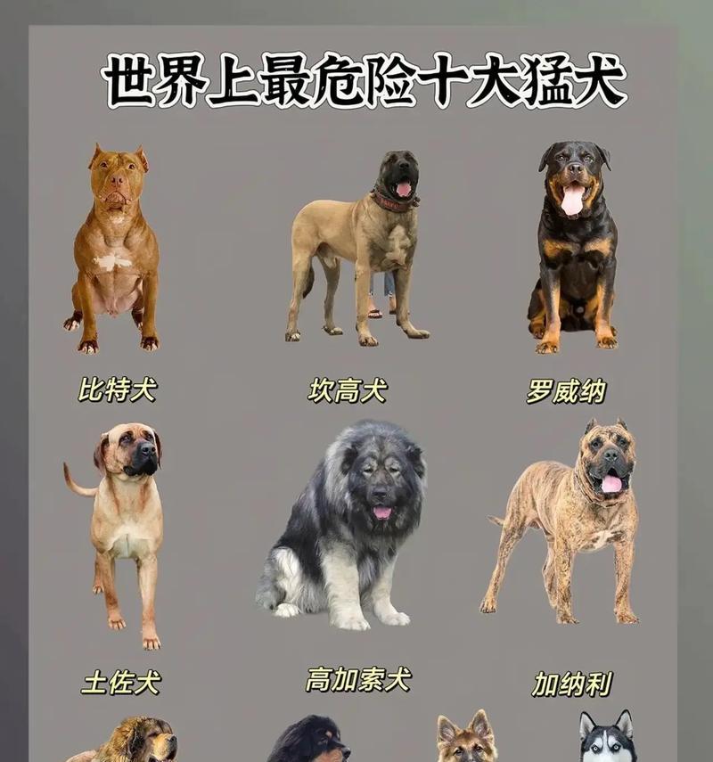 十大体型较大的犬种（从宠物的角度看待这些体型巨大的犬类）