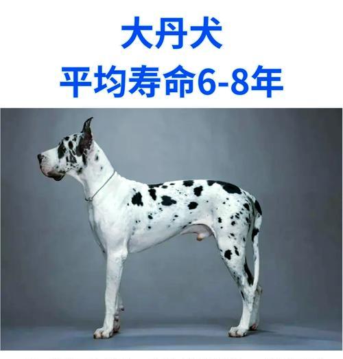 延长宠物狗狗的寿命（探讨如何让狗狗健康长寿）