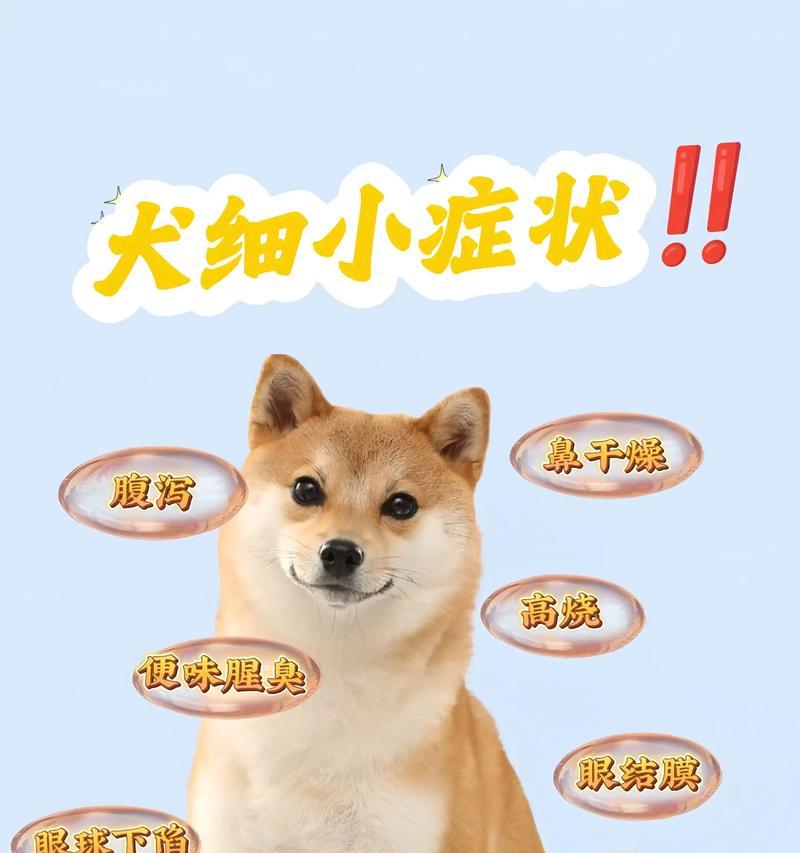 狗细小抽搐的应急处理方法（宠物狗遭遇细小抽搐）