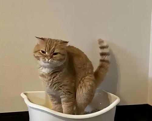 猫咪肚皮着凉的预防与治疗