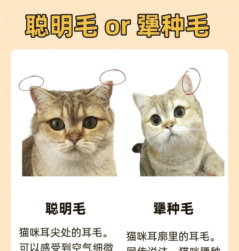 如何为宠物猫咪拔耳毛（手把手教你拔除猫咪耳朵里的毛发）