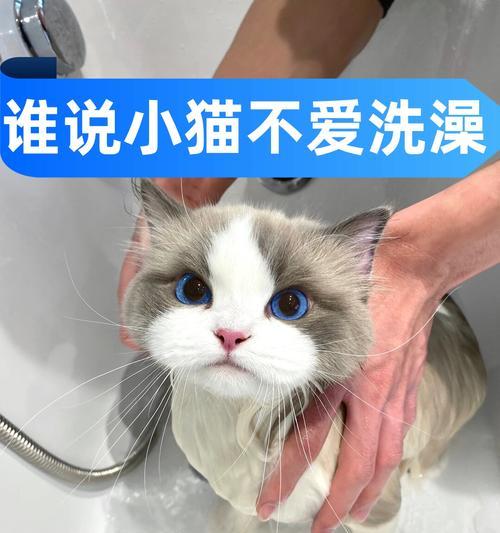 如何为4个月小猫洗澡（宠物洗澡必备技巧）