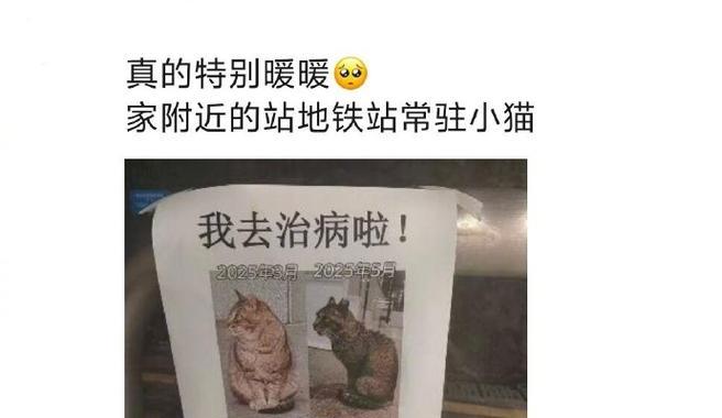 猫咪突然不见了，宠物家庭的严重警示（揭开宠物失踪的真相）