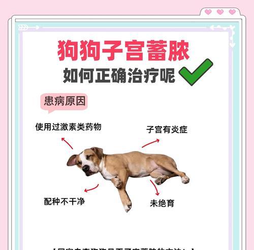 以兽医站看病，保护宠物健康（小狗看病不贵）