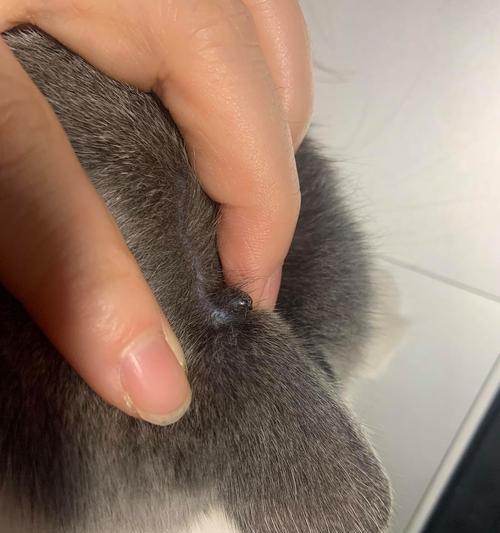 揭秘猫咪耳朵上的黑痂，从健康角度了解宠物（探究耳朵黑痂形成的原因）
