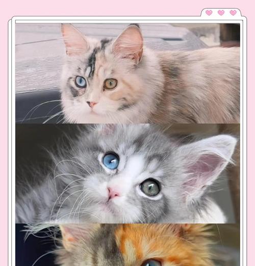 宠物小猫的鸳鸯眼变色现象（宠物爱好者必读）