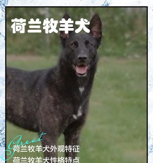 小狗的英文名及其含义（宠物狗命名的重要性与参考建议）